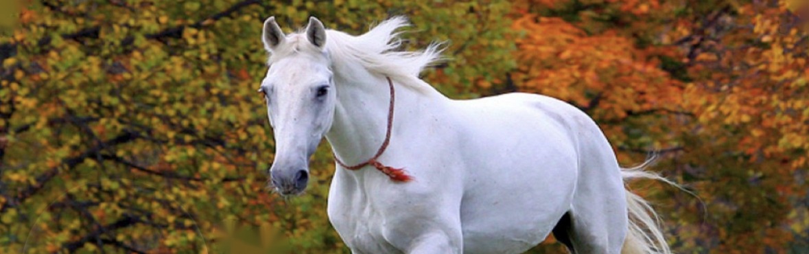 Banner: a white horse running past autumn trees